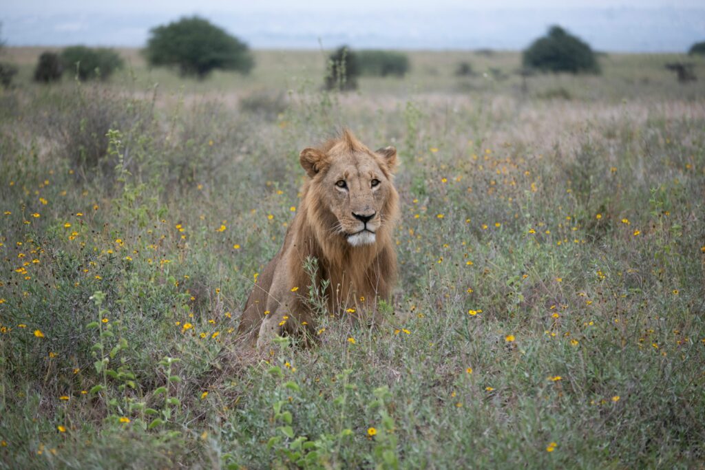 Free Trial Eligibility